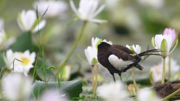 Sülün Kuyruğu Jacana Nilüfer Çiçeği Havuzundaki Tüyleri Temizliyordu — Stok video
