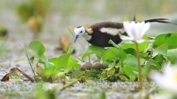 Fasanenschwanzvogel Mit Eiern Auf Schwimmendem Blatt — Stockvideo