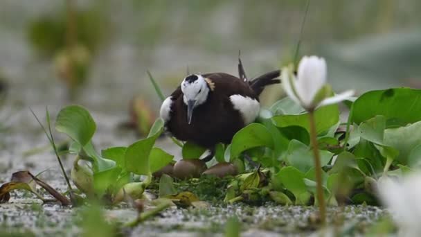 Sülün Kuyruğu Jacana Kuluçka Için Yumurtaların Üzerinde Oturuyordu — Stok video