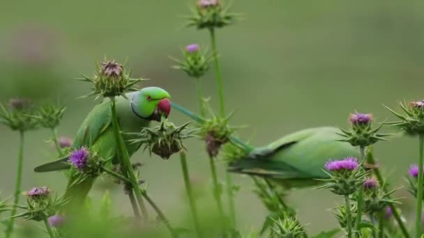 Zbliżenie Papużek Różanych Żywiących Się Ostem Mlecznym — Wideo stockowe