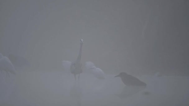 Hejno Čápi Rybaření Rybníku Během Mlhy Černé Bílé — Stock video