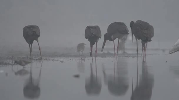 Les Cigognes Qui Pêchent Dans Étang Pendant Brouillard Noir Blanc — Video