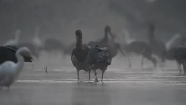 Schwarzstorch Schwarmfischerei Teich Bei Nebel — Stockvideo