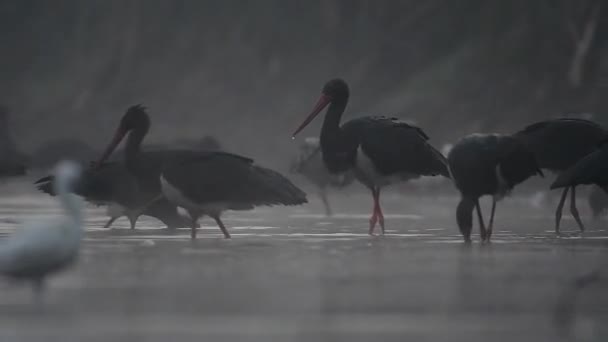 Cigüeñas Pescando Estanque Durante Niebla Blanco Negro — Vídeos de Stock