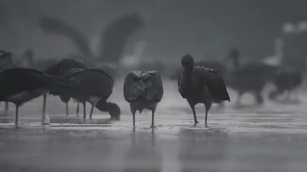 Cigüeñas Pescando Estanque Durante Niebla Blanco Negro — Vídeo de stock