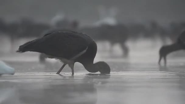 水里的一只黑鹤 — 图库视频影像