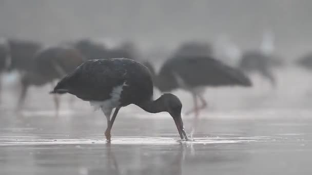 Cigüeñas Negras Lago — Vídeos de Stock