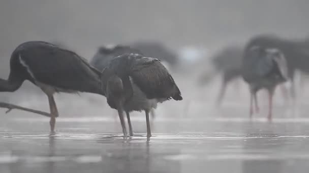 Черный Аист Ловит Рыбу Туманное Утро — стоковое видео
