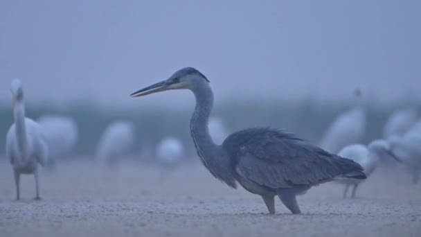Grey Heron Closeup Misty Morning — Stock video