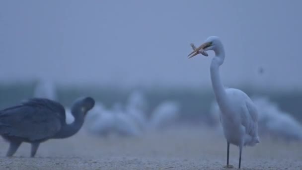 Grandes Egrets Comendo Peixe Manhã — Vídeo de Stock