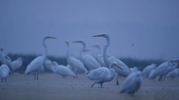Great Egrets Estanque — Vídeo de stock