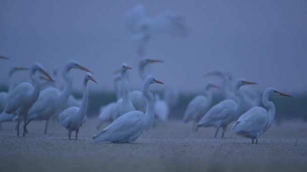 지역의 낚시에서 위대한 Egrets — 비디오