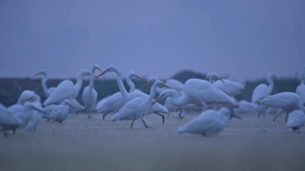 湿地エリアでの朝釣りのグレート イグレッツ — ストック動画