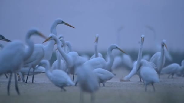 Μια Ομάδα Egrets Μια Παραλία Βράδυ Στην Άμμο Φλόριντα Ηνωμένες — Αρχείο Βίντεο