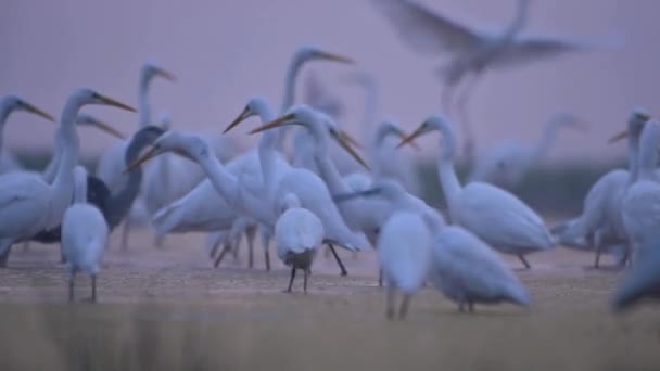 Airone Bianco Nel Lago Natura Fauna Selvatica Uccello Fauna Selvatica — Video Stock
