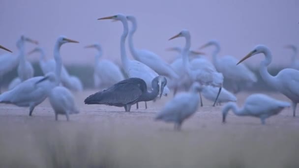 Λευκό Egret Στο Νερό — Αρχείο Βίντεο