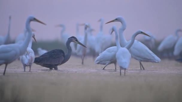 Λευκό Egret Ardea Alba Και Grey Heron Fishing — Αρχείο Βίντεο