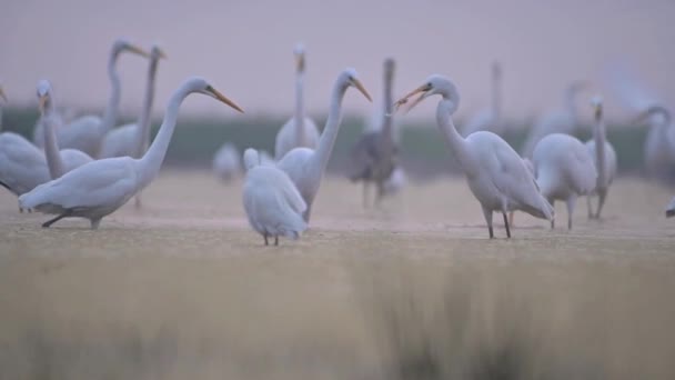 Grandes Egrets Comendo Peixe Manhã — Vídeo de Stock