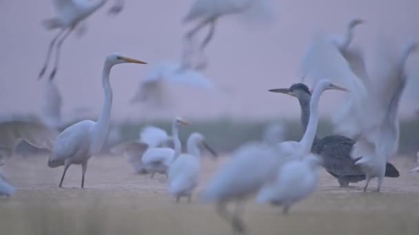 Grote Egrets Vijver — Stockvideo