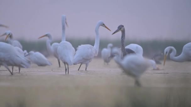 Velké Egrets Jezírku — Stock video
