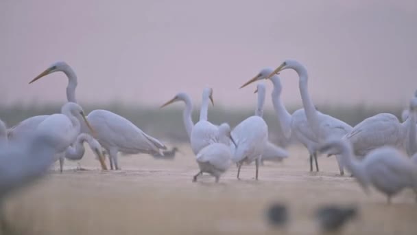 Velké Egrets Jíst Ryby Dopoledních Hodinách — Stock video