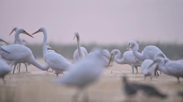 Velké Egrets Jezírku — Stock video