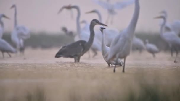Great Egrets Estanque — Vídeo de stock