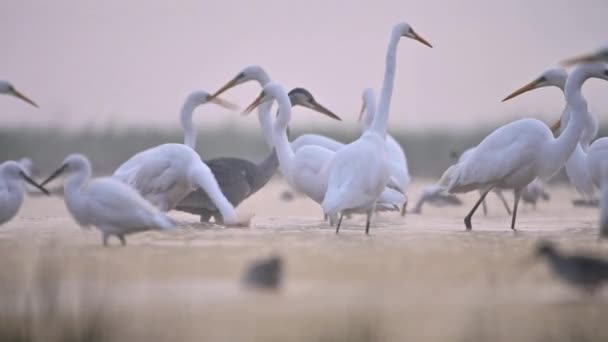 Grote Egrets Eten Vis Ochtend — Stockvideo