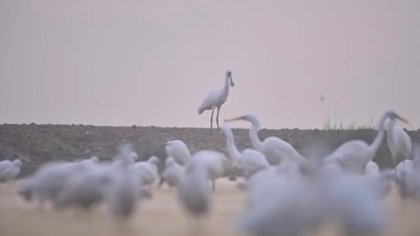 Great Egrets Comiendo Pescado Por Mañana — Vídeo de stock
