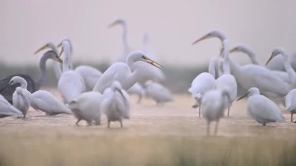 Velké Egrets Jíst Ryby Dopoledních Hodinách Čas Vypršel — Stock video