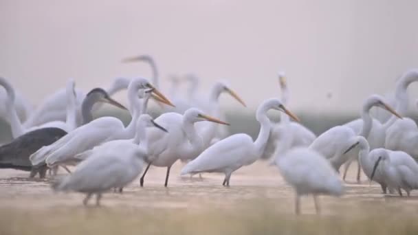 Egrets — 비디오