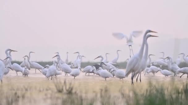 Grandi Egrets Nello Stagno — Video Stock