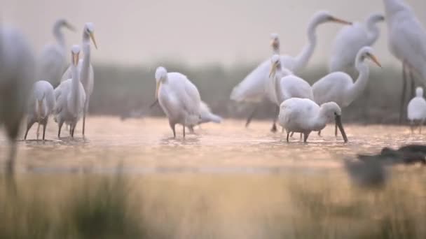 Grote Egrets Eten Vis Ochtend Timelapse — Stockvideo