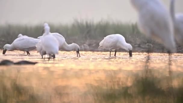 Great Egrets Comiendo Pescado Por Mañana — Vídeo de stock