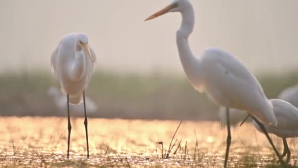 Grandes Egrets Lagoa — Vídeo de Stock