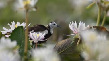 Sülün kuyruğu Jacana Kuşu 'na nilüfer çiçeği güzel beyaz çiçekler, bitki örtüsü ve yeşillik