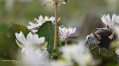 Sülün kuyruğu Jacana Kuşu 'na nilüfer çiçeği güzel beyaz çiçekler, bitki örtüsü ve yeşillik