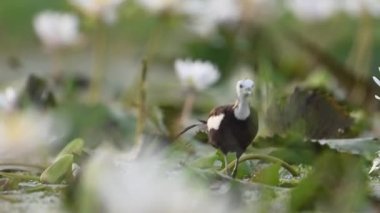 Sülün kuyruğu Jacana Kuşu 'na nilüfer çiçeği güzel beyaz çiçekler, bitki örtüsü ve yeşillik