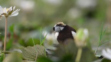 Sülün kuyruklu Jacana Kuşu ve Nilüfer Çiçeği