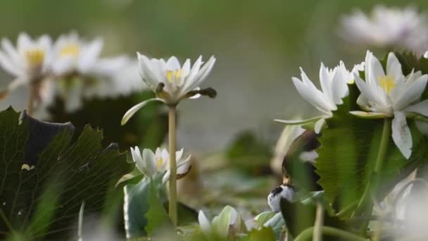 Пасажирський Хвіст Jacana Bird Водяною Лілією Квітка Красивих Білих Квітів — стокове відео