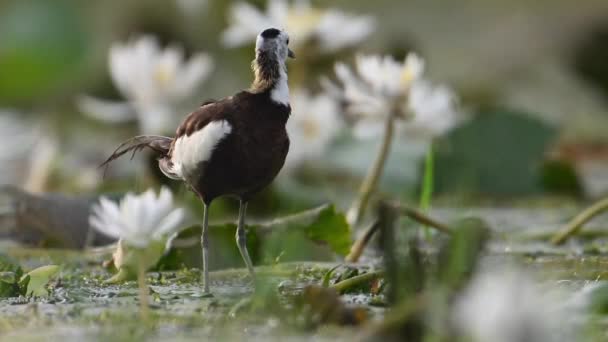 Fasanenschwanz Jacana Vogel Mit Seerose Blume Schöne Weiße Blüten Flora — Stockvideo