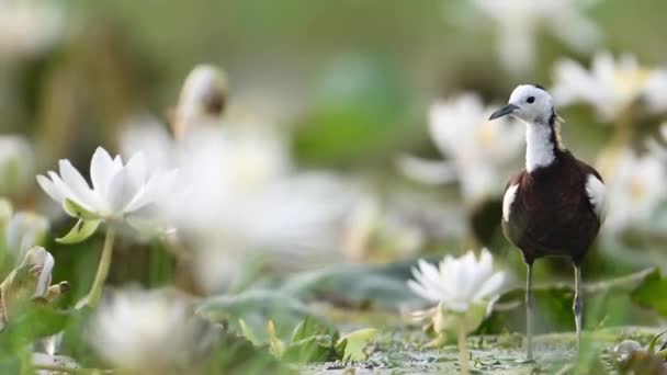 Φασιανός Ουρά Jacana Bird Νούφαρο Λουλούδι Όμορφα Λευκά Λουλούδια Χλωρίδα — Αρχείο Βίντεο