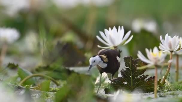 Faisão Cauda Jacana Bird Com Flor Lírio Água — Vídeo de Stock