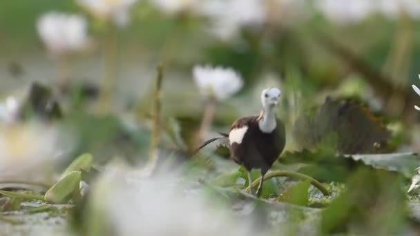 Faisán Cola Jacana Pájaro Con Nenúfar Flor Hermosas Flores Blancas — Vídeo de stock