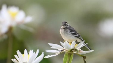 Gri sallanan kuyruk, sabahları nilüfer çiçeğine tünedi.