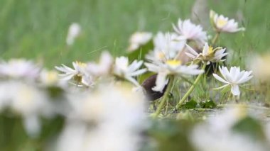 Sülün Jacana 'yı beyaz su çiçekleri ile takip etti.