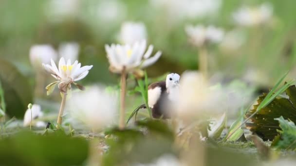 Pheasant Tailed Jacana White Water Lily Flowers — Stock Video