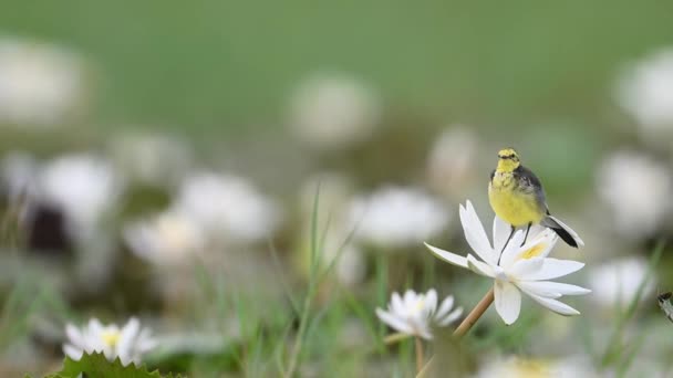 Όμορφη Πουλί Κίτρινο Wagtail Στο Λουλούδι Κρίνο Νερό Πρωί — Αρχείο Βίντεο