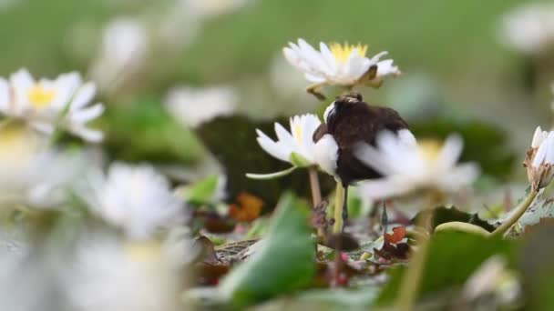 Fasanenschwanz Jacana Mit Weißen Seerosenblüten — Stockvideo