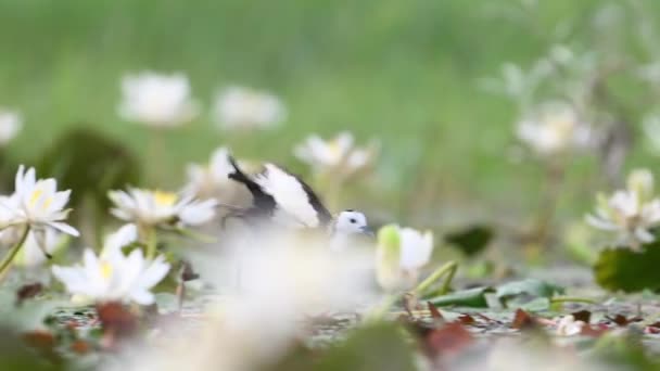 Faisão Cauda Jacana Com Flores Lírio Água Branca — Vídeo de Stock